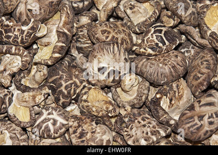 Shiitake Foto Stock