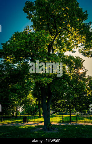 Il sole splende attraverso un albero sul Federal Hill, Baltimore, Maryland. Foto Stock