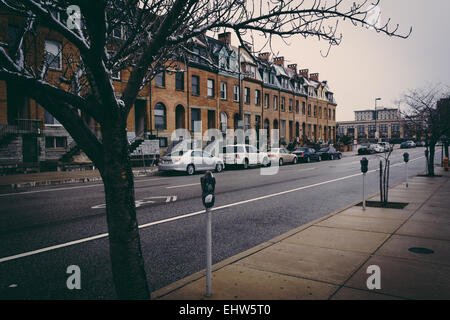 Albero lungo San Paolo Street a Baltimora, Maryland. Foto Stock