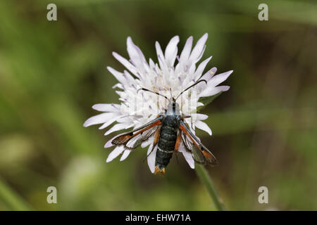Pyropteron chrysidiforme, Fiery Clearwing Foto Stock