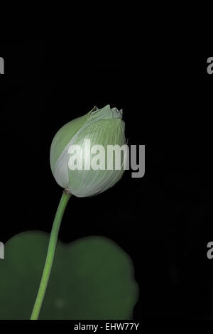 Chiuso fiore di loto Foto Stock