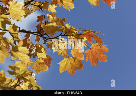 Acer platanoides, Norvegia acero in autunno Foto Stock