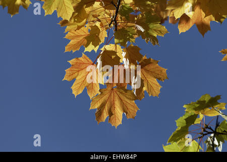 Acer platanoides, Norvegia acero in autunno Foto Stock