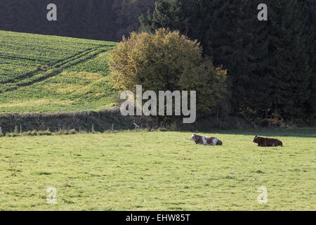 Terra di pascolo in autunno, Holperdorp, Germania Foto Stock