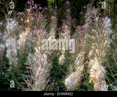 Chamerion angustifolium Foto Stock