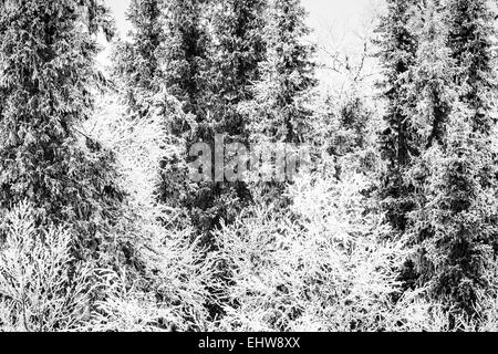 Trasformata per forte gradiente frost alberi coperti, Lapponia, Svezia Foto Stock