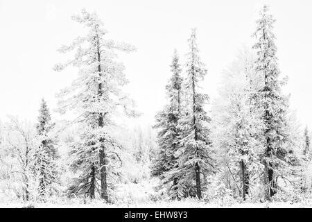 Trasformata per forte gradiente frost alberi coperti, Lapponia, Svezia Foto Stock
