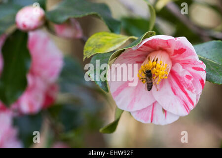 Honeybee su Camellia japonica 'Lady de Saumarez' Fiore. Foto Stock