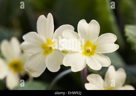 Primula 'Lismore giallo fiori". Foto Stock