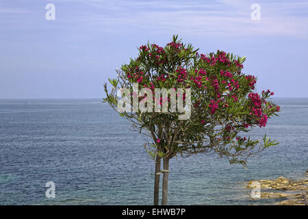 Oleandro tree (Nerium oleander), Corsica Foto Stock