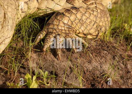 Coccodrillo del Nilo (Crocodylus niloticus) piede e artigli Foto Stock