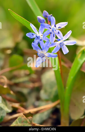 Viole fiori che fioriscono sul campo Foto Stock