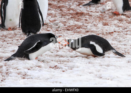 Lotta contro i pinguini Gentoo (Pygoscelis papua). I pinguini Gentoo crescere a lunghezze di 70 centimetri e vive in grandi colonie su Ant Foto Stock