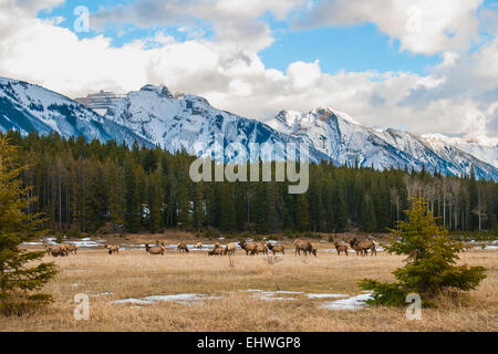 Allevamento di selvatici di montagna, Elk sotto uno sfondo delle aspre montagne Rockie, il Parco Nazionale di Banff Alberta Canada Foto Stock