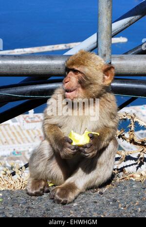 Giovani Barberia Ape (Macaca Sylvanus) mangiando un apple, Gibilterra, Regno Unito, Europa occidentale. Foto Stock