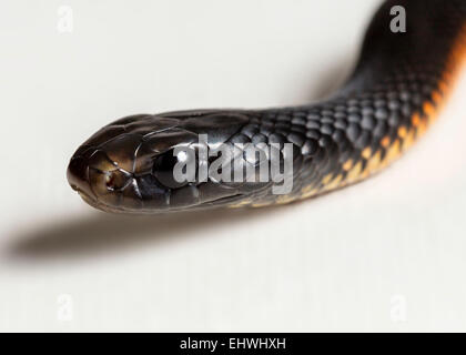 Un ventre rosso serpente nero capretti (Pseudechis porphyriacus) fino in prossimità su sfondo bianco Foto Stock