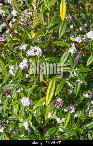 Daphne bhoula 'Jacqueline Postill' Foto Stock