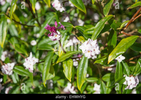 Daphne bhoula 'Jacqueline Postill' Foto Stock