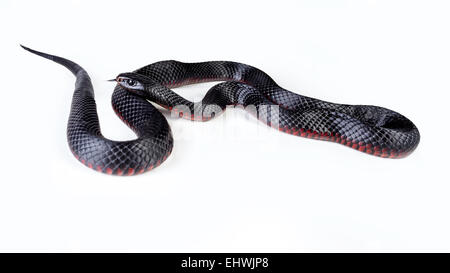 Un ventre rosso serpente nero (Pseudechis porphyriacus) fino in prossimità su sfondo bianco Foto Stock