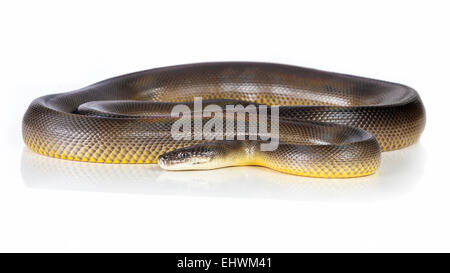 Un acqua python, avvolto su sfondo bianco Foto Stock
