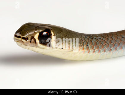 Un primo piano di un fronte giallo frusta snake (Demansia psammophis) su uno sfondo bianco Foto Stock