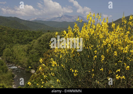 Spartium junceum, ginestra odorosa, Corsica Foto Stock