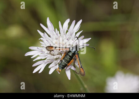Pyropteron chrysidiforme, Fiery Clearwing Foto Stock