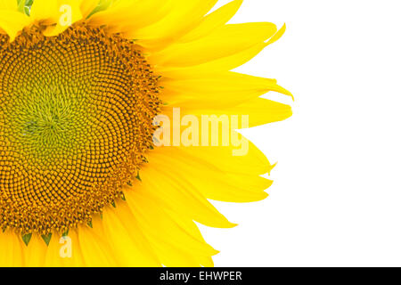 Bellissimo fiore giallo, girasole, isolati su sfondo bianco Foto Stock