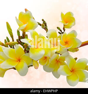 Colorata giallo plumeria o frangipani con dei fiori rosa sfondo bokeh di fondo Foto Stock