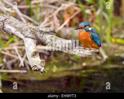 Kingfisher (Alcedo atthis) in corrispondenza di un fiume in Irlanda. Foto Stock