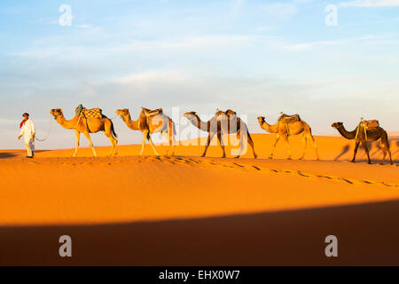 Berber uomo porta treno cammello nel deserto del Sahara, Erg Chebbi, Marocco Foto Stock