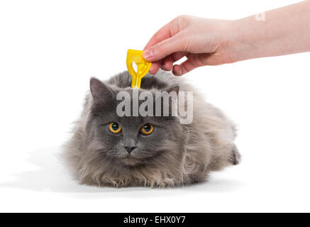 Proteggere il gatto da zecche e pulci, isolati su sfondo bianco Foto Stock