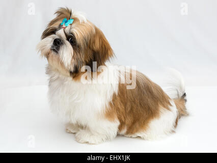 Shaggy cucciolo Shih Tzu si siede su uno sfondo bianco Foto Stock