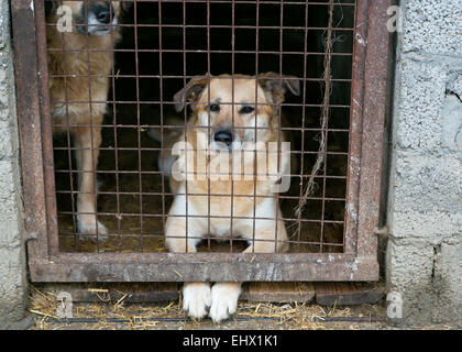 Rifugio per senzatetto cani, in attesa di un nuovo proprietario Foto Stock