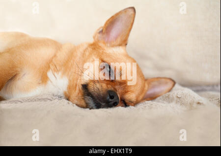 Rosso a pelo chihuahua cane su sfondo beige. Primo piano. Foto Stock