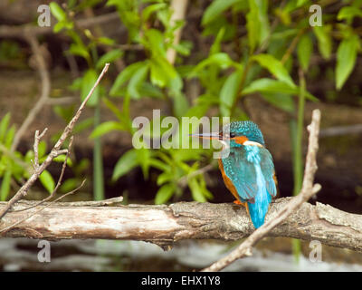 Kingfisher (Alcedo atthis) in corrispondenza di un fiume in Irlanda. Foto Stock