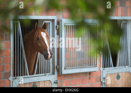 Castagno Hannoveraner horse guardando fuori dalla Germania stabile Foto Stock