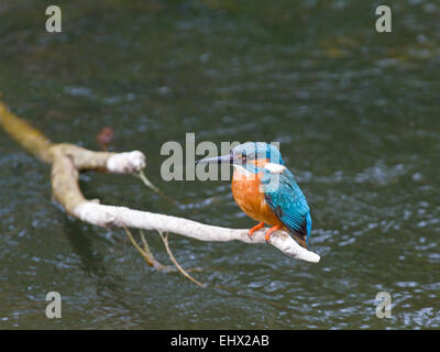 Kingfisher (Alcedo atthis) in corrispondenza di un fiume in Irlanda. Foto Stock