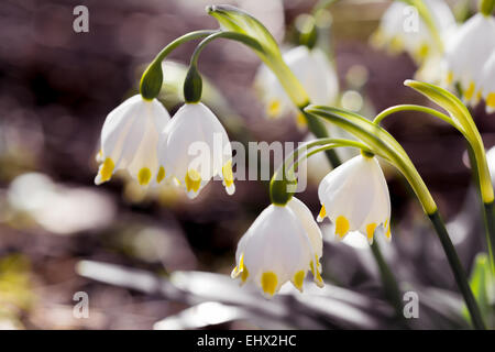 Il simbolo del fiocco di neve di primavera fiori Leucojum vernum Foto Stock