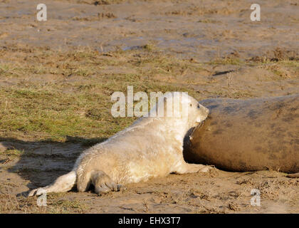 Atlantico guarnizione grigio Pup - Halichoerus grypus alimentazione madre off Foto Stock