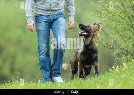 Pastore Tedesco giovane alsaziano di addestramento del cane a piedi tacco Germania Foto Stock
