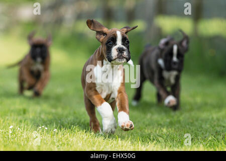 Boxer tre cuccioli di esecuzione di prato Germania Foto Stock