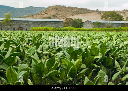 Il raccolto di tabacco in campo un importante regione in crescita nel nord ovest del paese; Condega, Nicaragua america centrale Foto Stock