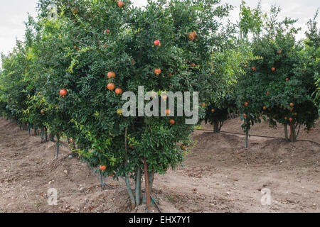 Grecia LARISSA, melograni con frutti Foto Stock