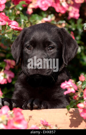 Il Labrador Retriever cucciolo nero seduto tra rose fiorite in Germania Foto Stock