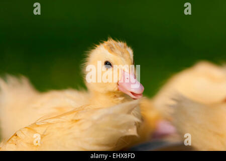 Anatra muta Cairina moschata anatroccoli erba Germania Foto Stock