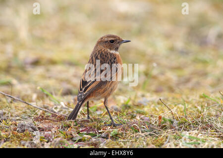 Stonechat (Saxicola torquata) femmina in piedi in erba, Lauwersmeer National Park, Holland, Paesi Bassi Foto Stock