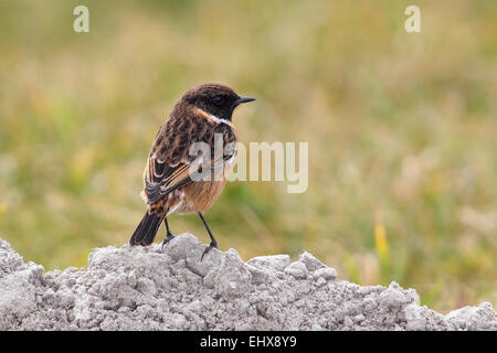 Stonechat (Saxicola torquata) maschio in piedi su un tumulo Lauwersmeer National Park, Holland, Paesi Bassi Foto Stock