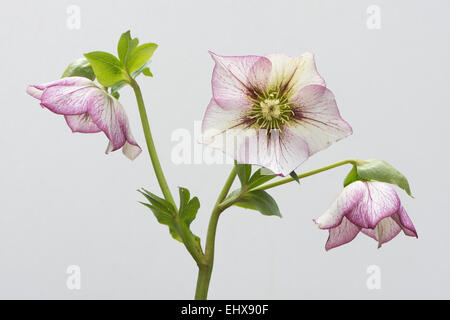 Rosa quaresimale (Helleborus orientalis ibridi 'Picotee'), Emsland, Bassa Sassonia, Germania Foto Stock