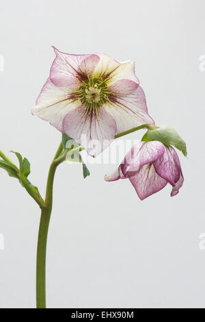 Rosa quaresimale (Helleborus orientalis ibridi 'Picotee'), Emsland, Bassa Sassonia, Germania Foto Stock